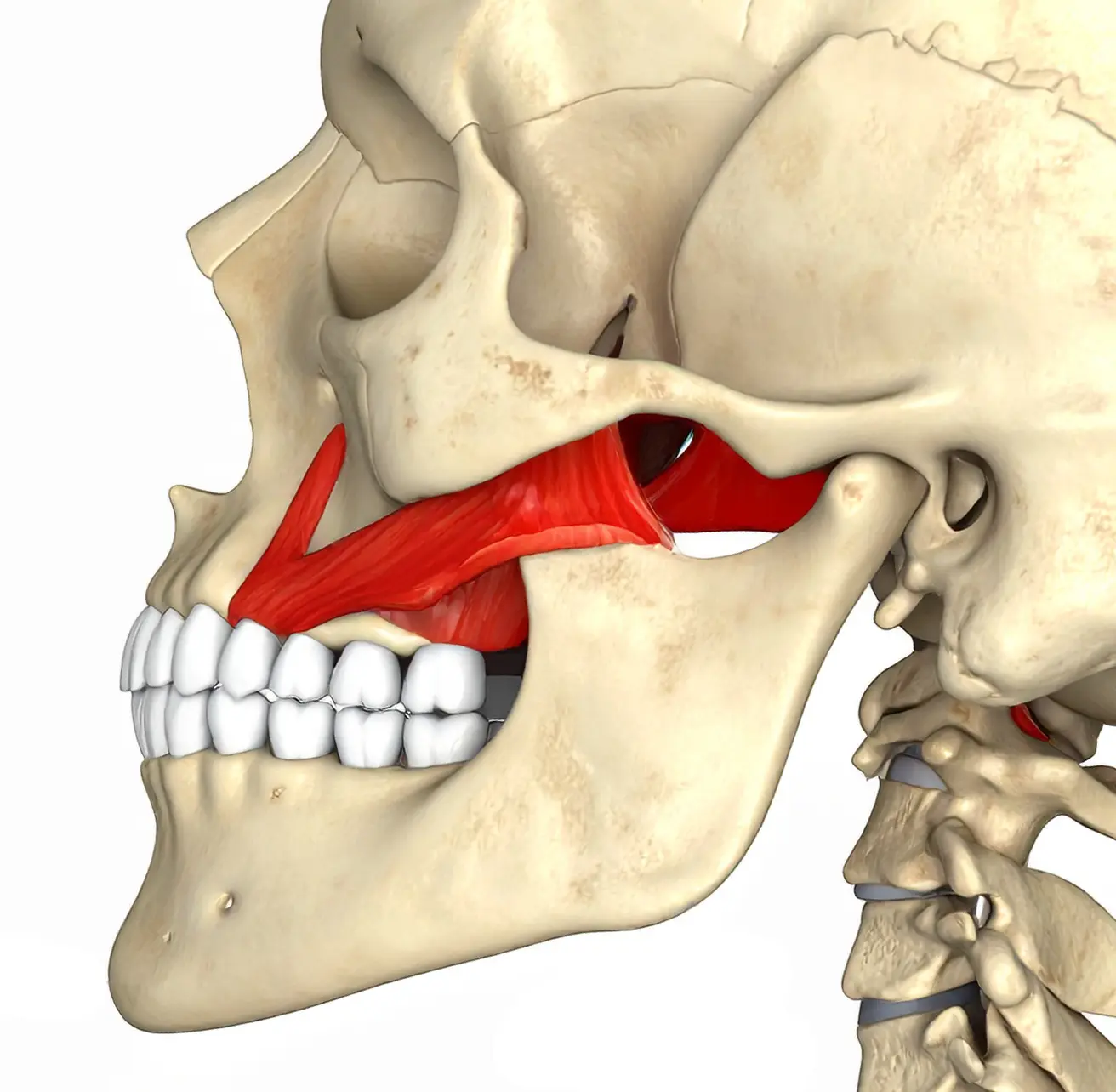 Rehabilitación Oclusal